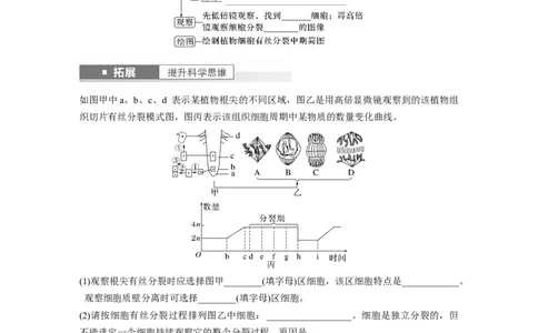第4单元　第2课时　有丝分裂过程中相关变化及观察实验_新高考复习资料_2024年新高考复习资料_一轮复习资料_完2024生物步步高大一轮复习（课件+讲义）_学生版在此文件夹