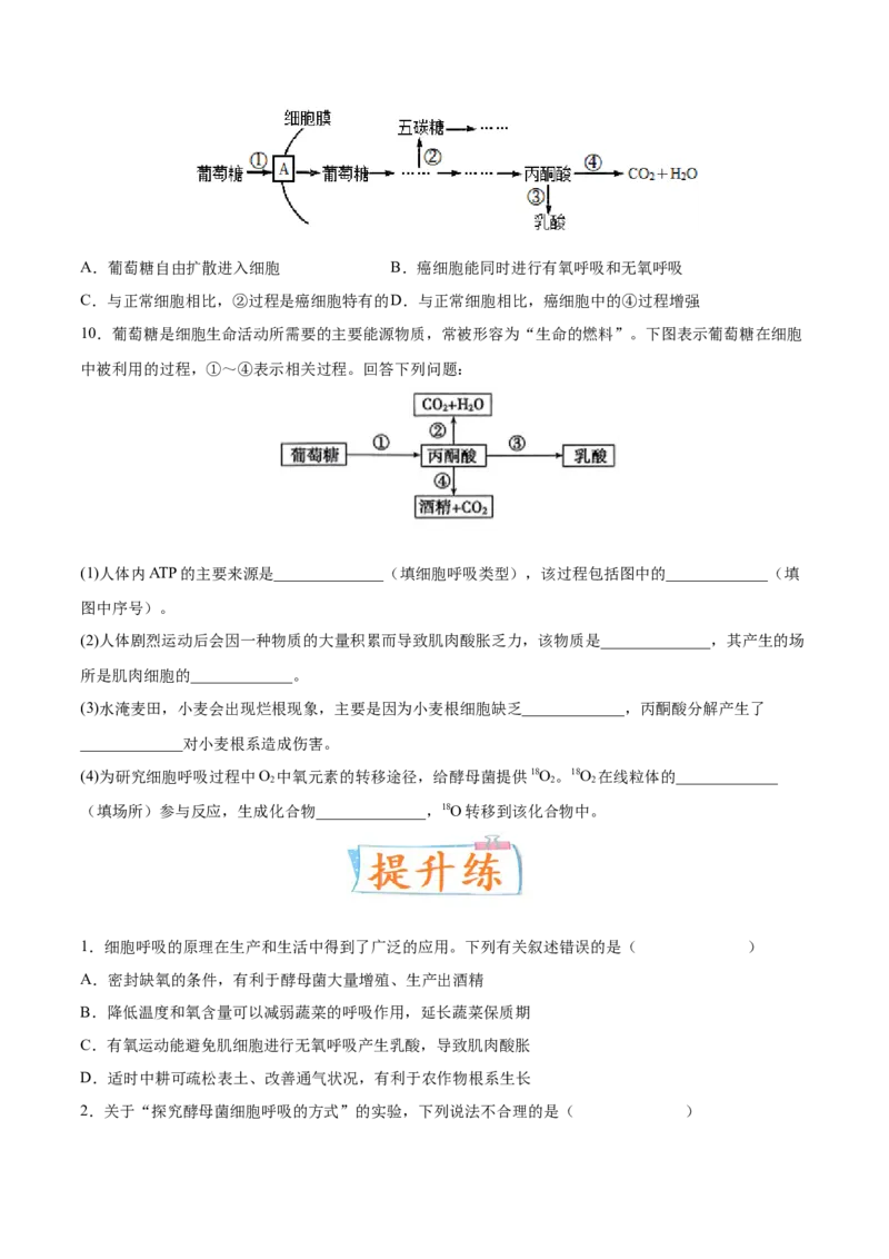 考向05细胞呼吸-备战2023年高考生物一轮复习考点微专题（全国通用）（原卷版）_通用版（老高考）复习资料_2023年复习资料_一轮复习_备战2023年高考生物一轮复习考点微专题（全国通用）