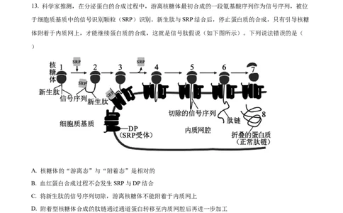 广东省清远市2024-2025学年高一上学期期末考试生物试题Word版无答案_2025年03月试卷_0312广东省清远市2024-2025学年高一上学期期末考试