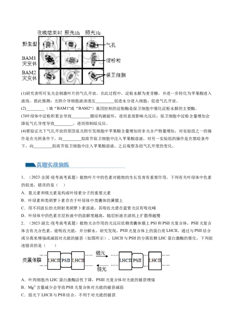 第10.1讲光合色素和光合作用原理（练习）（原卷版）_新高考复习资料_2024年新高考复习资料_一轮复习资料_完2024年高考生物一轮复习讲练测(课件+讲义+练习)（新高考）_讲义+练习