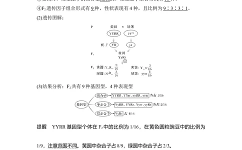 第14讲基因的自由组合定律_通用版（老高考）复习资料_2023年复习资料_一轮复习_2023年高考生物一轮复习讲义+课件（全国版）_2023年高考生物一轮复习讲义（全国版）_赠补充习题