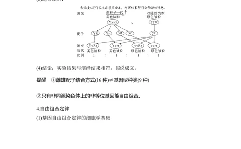 第14讲基因的自由组合定律_通用版（老高考）复习资料_2023年复习资料_一轮复习_2023年高考生物一轮复习讲义+课件（全国版）_2023年高考生物一轮复习讲义（全国版）_赠补充习题