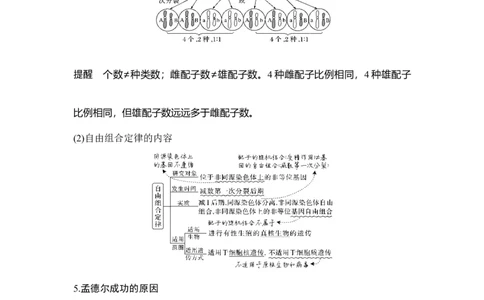 第14讲基因的自由组合定律_通用版（老高考）复习资料_2023年复习资料_一轮复习_2023年高考生物一轮复习讲义+课件（全国版）_2023年高考生物一轮复习讲义（全国版）_赠补充习题