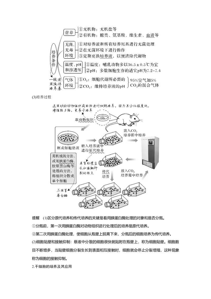 第33讲　动、植物细胞工程_新高考复习资料_2023年新高考复习资料_一轮复习_2023年新高考大一轮复习讲义_2023年高考生物一轮复习讲义（新人教新高考）_赠补充习题