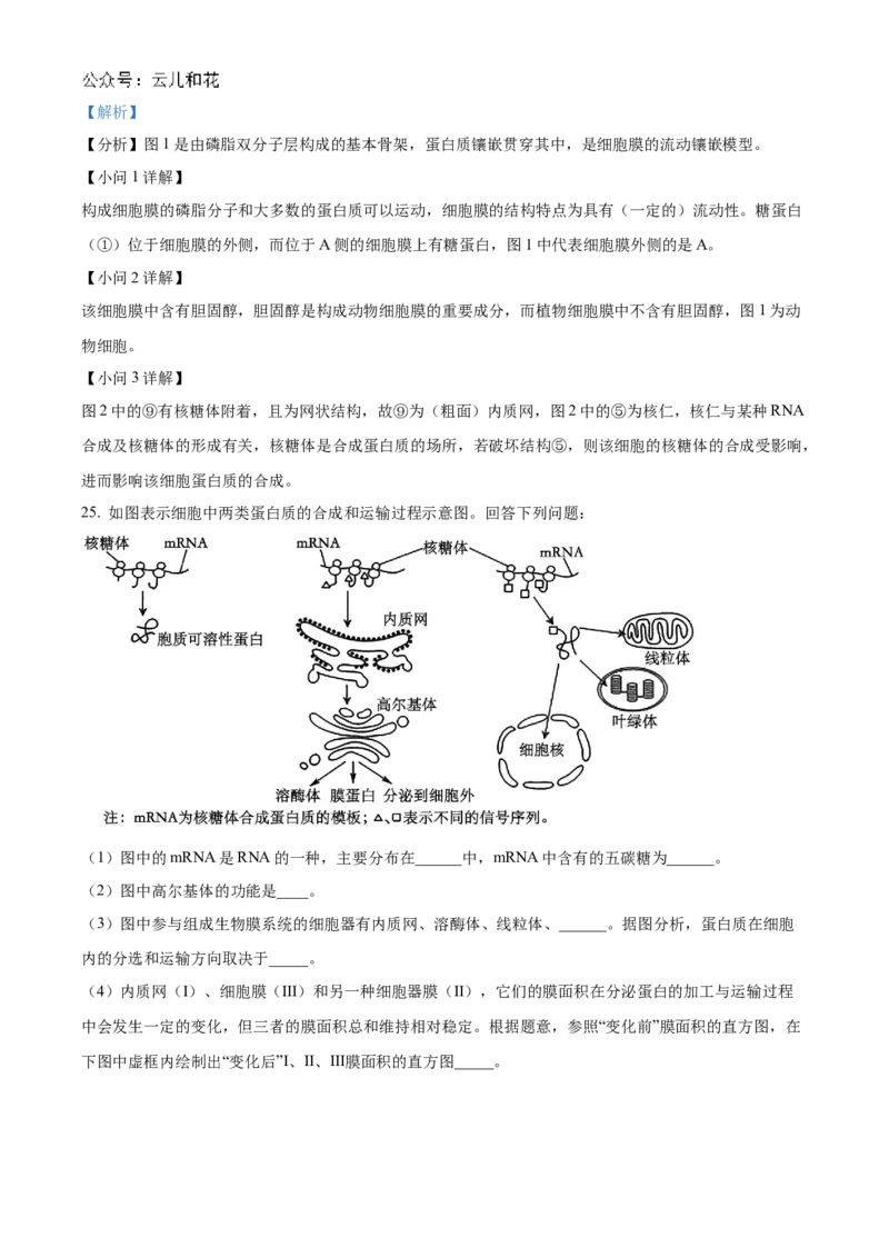 河南省九师联考2024-2025学年高一上学期11月期中生物试题Word版含解析_2024年12月试卷_1203河南省九师联考2024-2025学年高一上学期11月期中考试