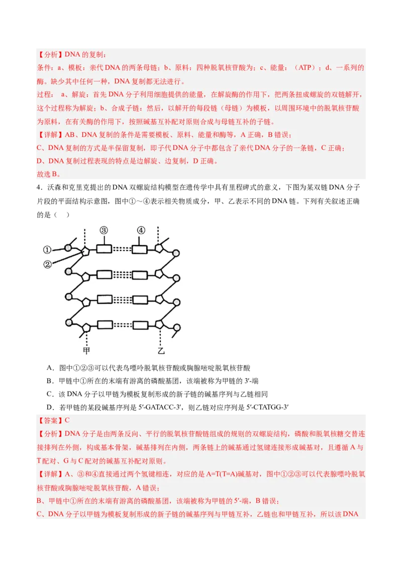 考点通关卷20DNA结构、复制与基因的本质（解析版）_2025年新高考资料_一轮复习_2025年高考生物一轮复习考点通关卷（新高考通用）