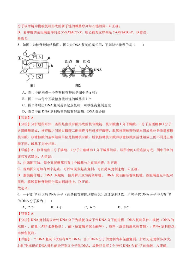 考点通关卷20DNA结构、复制与基因的本质（解析版）_2025年新高考资料_一轮复习_2025年高考生物一轮复习考点通关卷（新高考通用）