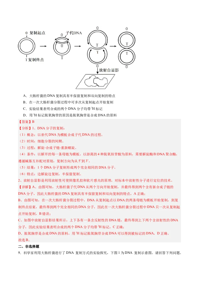 考点通关卷20DNA结构、复制与基因的本质（解析版）_2025年新高考资料_一轮复习_2025年高考生物一轮复习考点通关卷（新高考通用）
