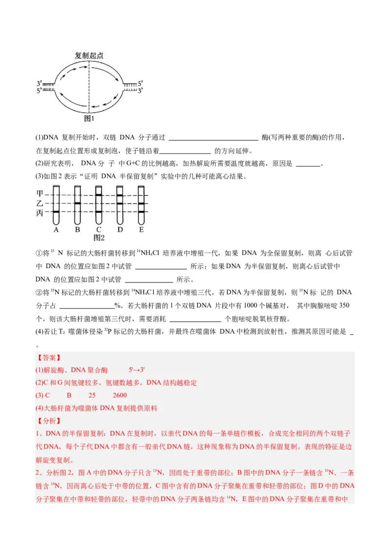 考点通关卷20DNA结构、复制与基因的本质（解析版）_2025年新高考资料_一轮复习_2025年高考生物一轮复习考点通关卷（新高考通用）
