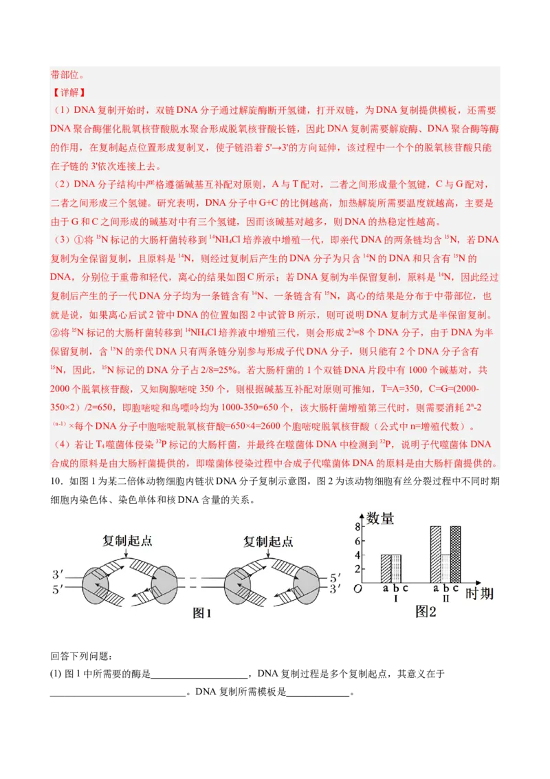 考点通关卷20DNA结构、复制与基因的本质（解析版）_2025年新高考资料_一轮复习_2025年高考生物一轮复习考点通关卷（新高考通用）