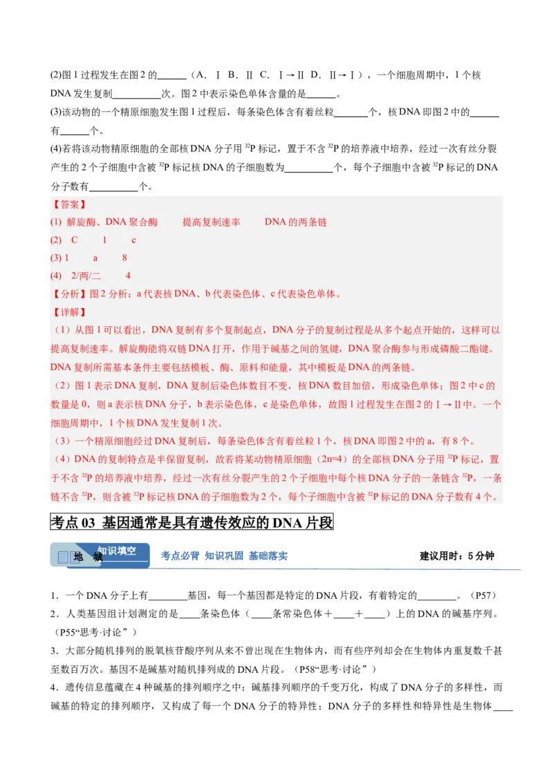 考点通关卷20DNA结构、复制与基因的本质（解析版）_2025年新高考资料_一轮复习_2025年高考生物一轮复习考点通关卷（新高考通用）