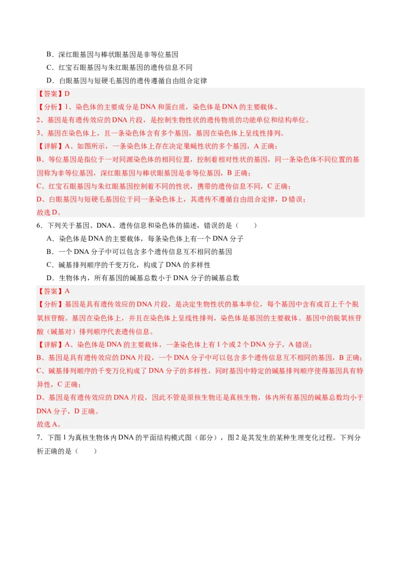 考点通关卷20DNA结构、复制与基因的本质（解析版）_2025年新高考资料_一轮复习_2025年高考生物一轮复习考点通关卷（新高考通用）