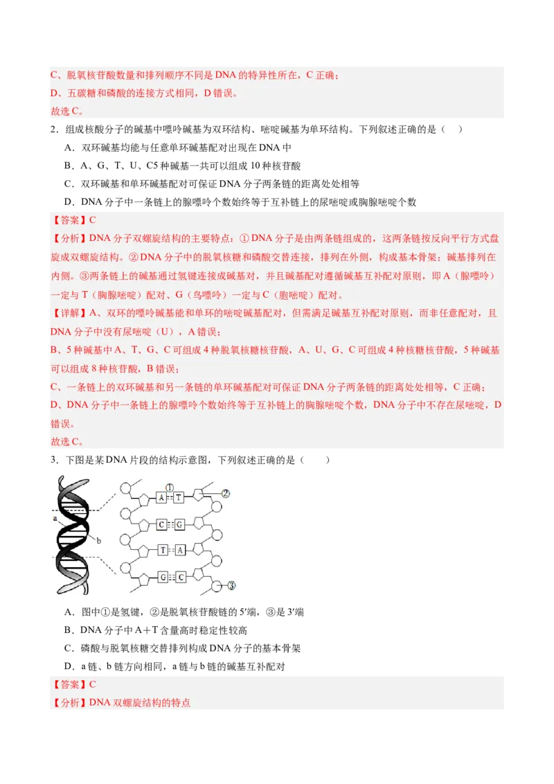 考点通关卷20DNA结构、复制与基因的本质（解析版）_2025年新高考资料_一轮复习_2025年高考生物一轮复习考点通关卷（新高考通用）