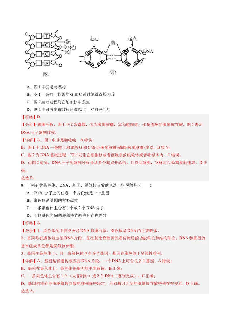 考点通关卷20DNA结构、复制与基因的本质（解析版）_2025年新高考资料_一轮复习_2025年高考生物一轮复习考点通关卷（新高考通用）