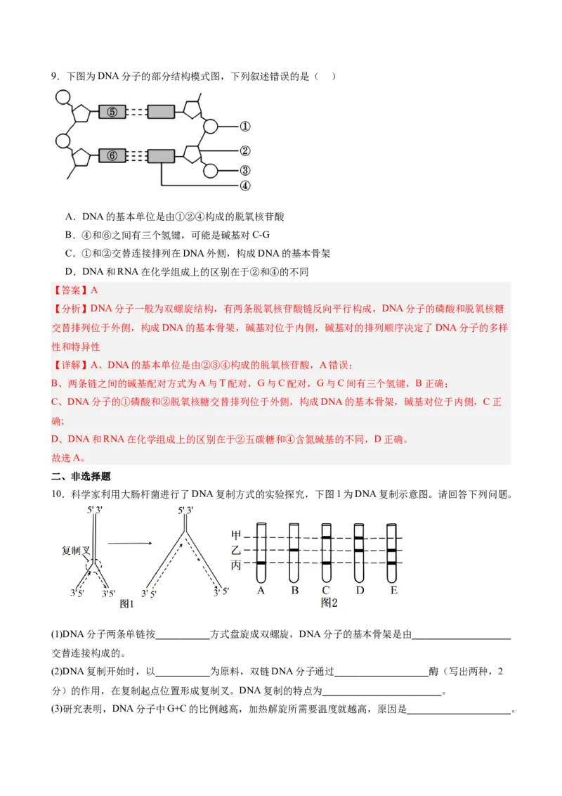 考点通关卷20DNA结构、复制与基因的本质（解析版）_2025年新高考资料_一轮复习_2025年高考生物一轮复习考点通关卷（新高考通用）