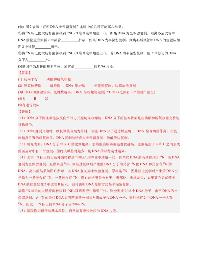 考点通关卷20DNA结构、复制与基因的本质（解析版）_2025年新高考资料_一轮复习_2025年高考生物一轮复习考点通关卷（新高考通用）