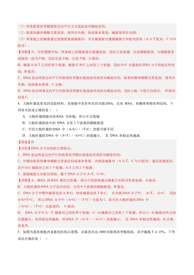 考点通关卷20DNA结构、复制与基因的本质（解析版）_2025年新高考资料_一轮复习_2025年高考生物一轮复习考点通关卷（新高考通用）
