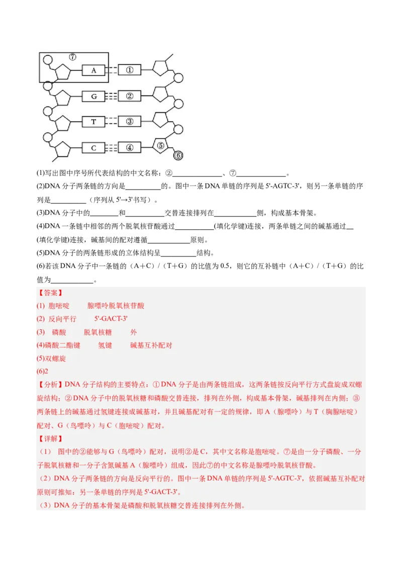 考点通关卷20DNA结构、复制与基因的本质（解析版）_2025年新高考资料_一轮复习_2025年高考生物一轮复习考点通关卷（新高考通用）