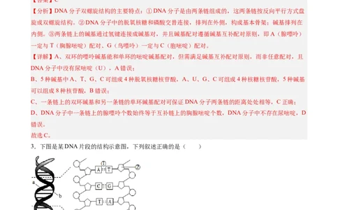 考点通关卷20DNA结构、复制与基因的本质（解析版）_2025年新高考资料_一轮复习_2025年高考生物一轮复习考点通关卷（新高考通用）