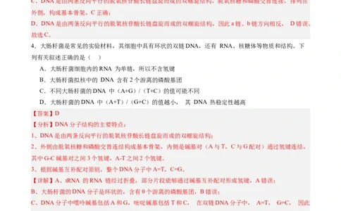 考点通关卷20DNA结构、复制与基因的本质（解析版）_2025年新高考资料_一轮复习_2025年高考生物一轮复习考点通关卷（新高考通用）