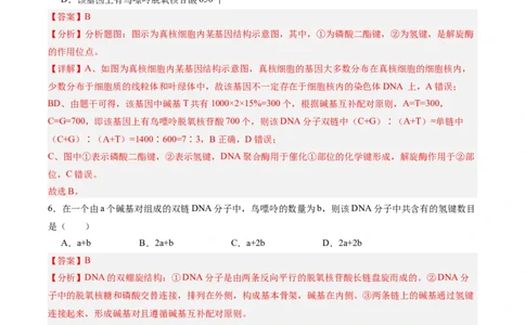 考点通关卷20DNA结构、复制与基因的本质（解析版）_2025年新高考资料_一轮复习_2025年高考生物一轮复习考点通关卷（新高考通用）