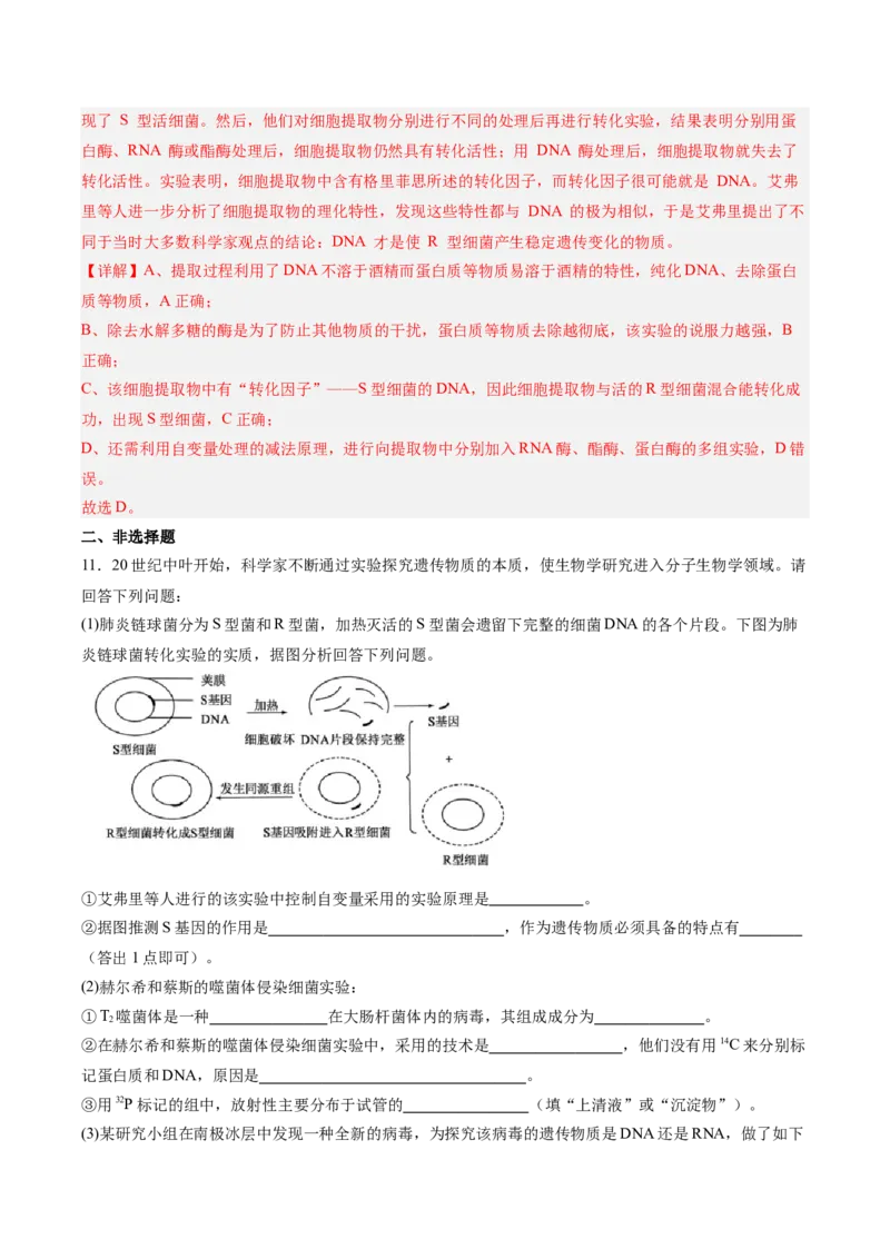 考点通关卷19DNA是主要的遗传物质（解析版）_2025年新高考资料_一轮复习_2025年高考生物一轮复习考点通关卷（新高考通用）