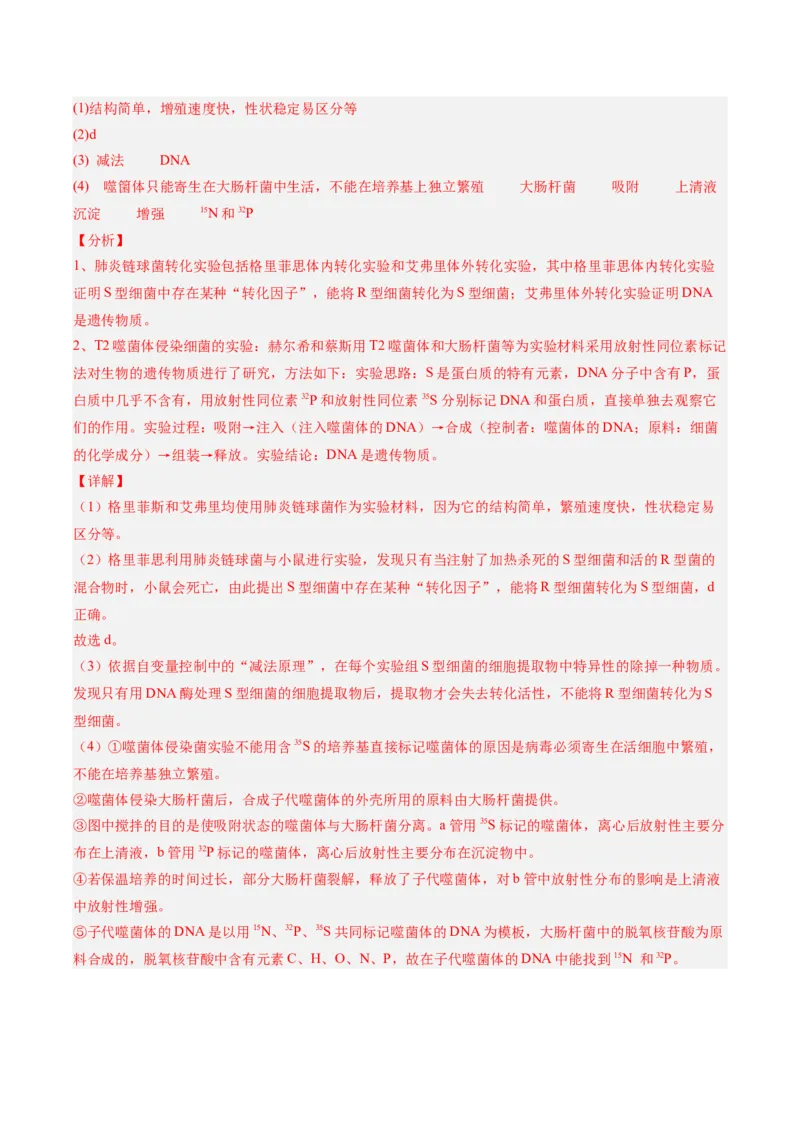 考点通关卷19DNA是主要的遗传物质（解析版）_2025年新高考资料_一轮复习_2025年高考生物一轮复习考点通关卷（新高考通用）