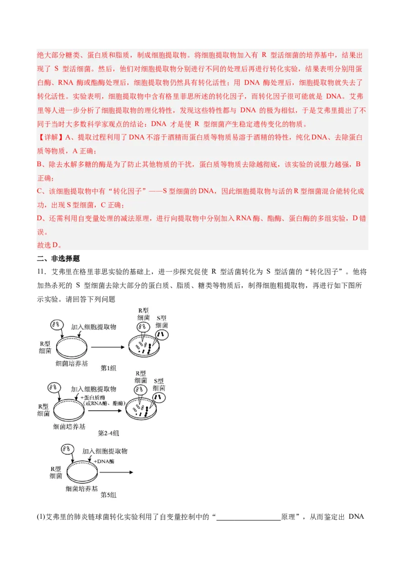 考点通关卷19DNA是主要的遗传物质（解析版）_2025年新高考资料_一轮复习_2025年高考生物一轮复习考点通关卷（新高考通用）