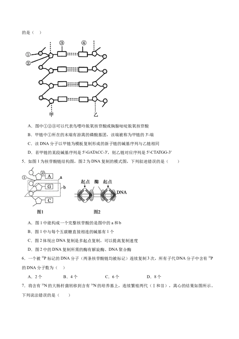 考点通关卷20DNA结构、复制与基因的本质（原卷版）_2025年新高考资料_一轮复习_2025年高考生物一轮复习考点通关卷（新高考通用）