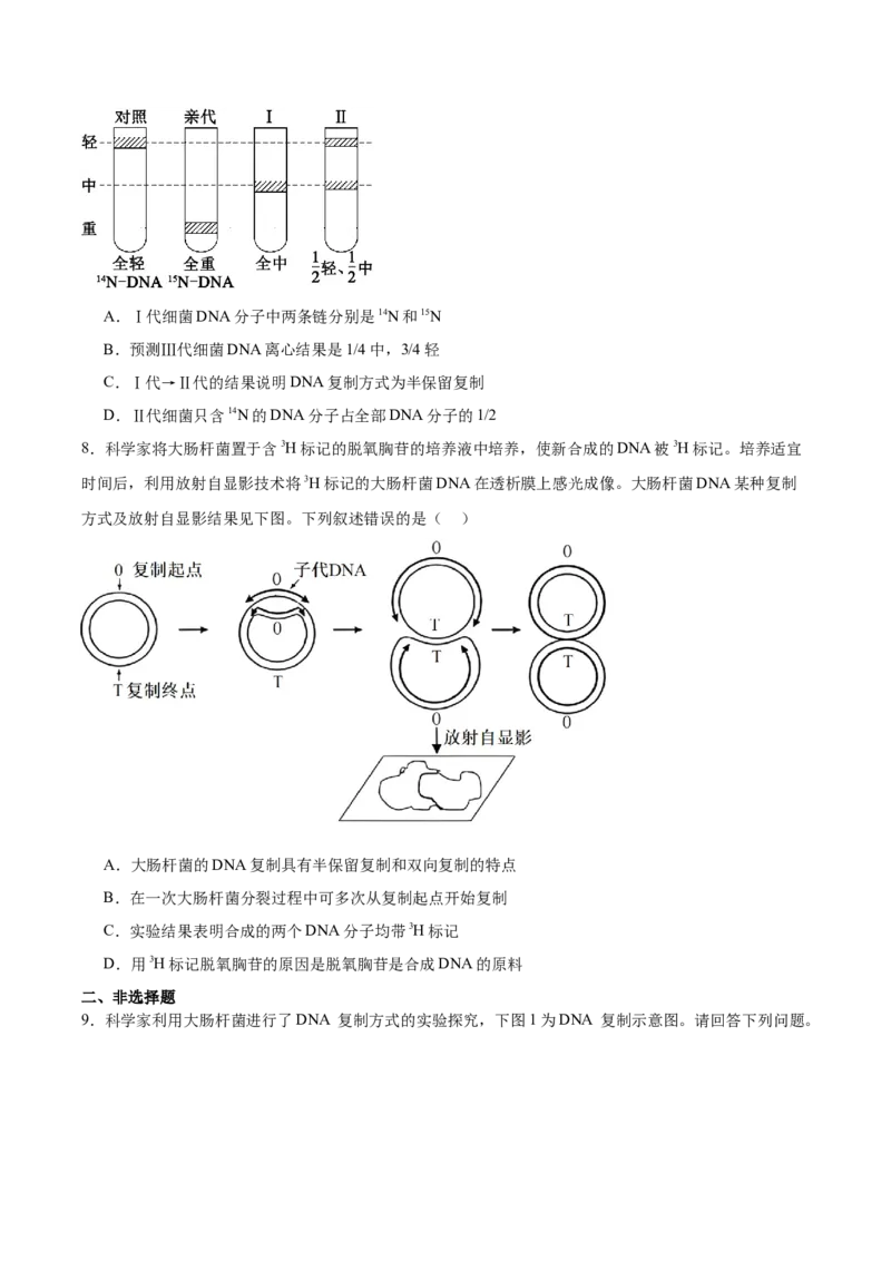 考点通关卷20DNA结构、复制与基因的本质（原卷版）_2025年新高考资料_一轮复习_2025年高考生物一轮复习考点通关卷（新高考通用）