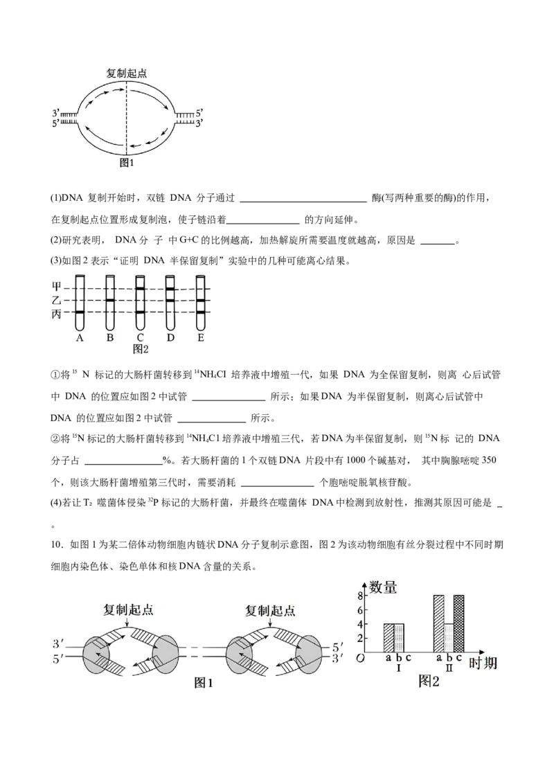 考点通关卷20DNA结构、复制与基因的本质（原卷版）_2025年新高考资料_一轮复习_2025年高考生物一轮复习考点通关卷（新高考通用）