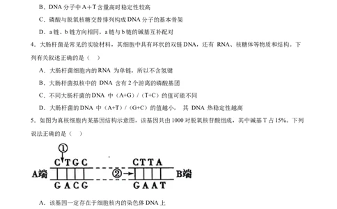 考点通关卷20DNA结构、复制与基因的本质（原卷版）_2025年新高考资料_一轮复习_2025年高考生物一轮复习考点通关卷（新高考通用）