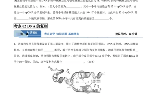 考点通关卷20DNA结构、复制与基因的本质（原卷版）_2025年新高考资料_一轮复习_2025年高考生物一轮复习考点通关卷（新高考通用）