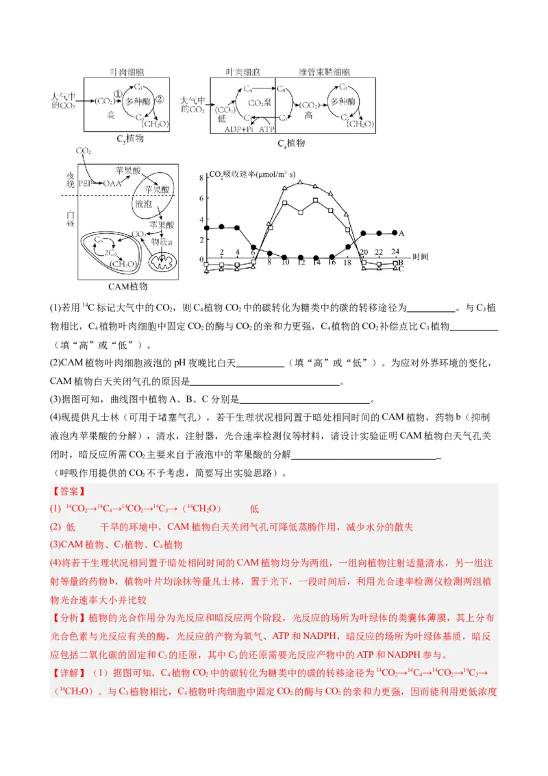 考点通关卷11细胞代谢综合分析（解析版）_新高考复习资料_2025年新高考资料_2025年高考生物一轮复习考点通关卷（新高考通用）