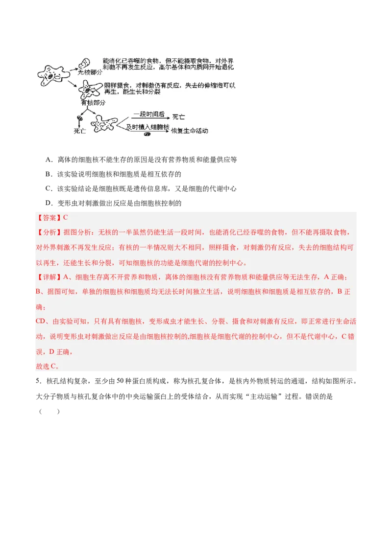 考点通关卷05细胞膜和细胞核（解析版）_2025年新高考资料_一轮复习_2025年高考生物一轮复习考点通关卷（新高考通用）