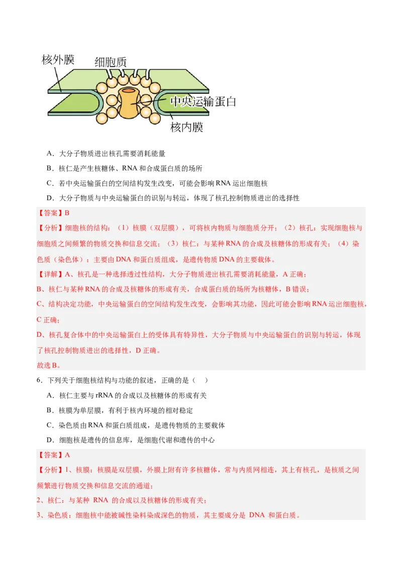 考点通关卷05细胞膜和细胞核（解析版）_2025年新高考资料_一轮复习_2025年高考生物一轮复习考点通关卷（新高考通用）