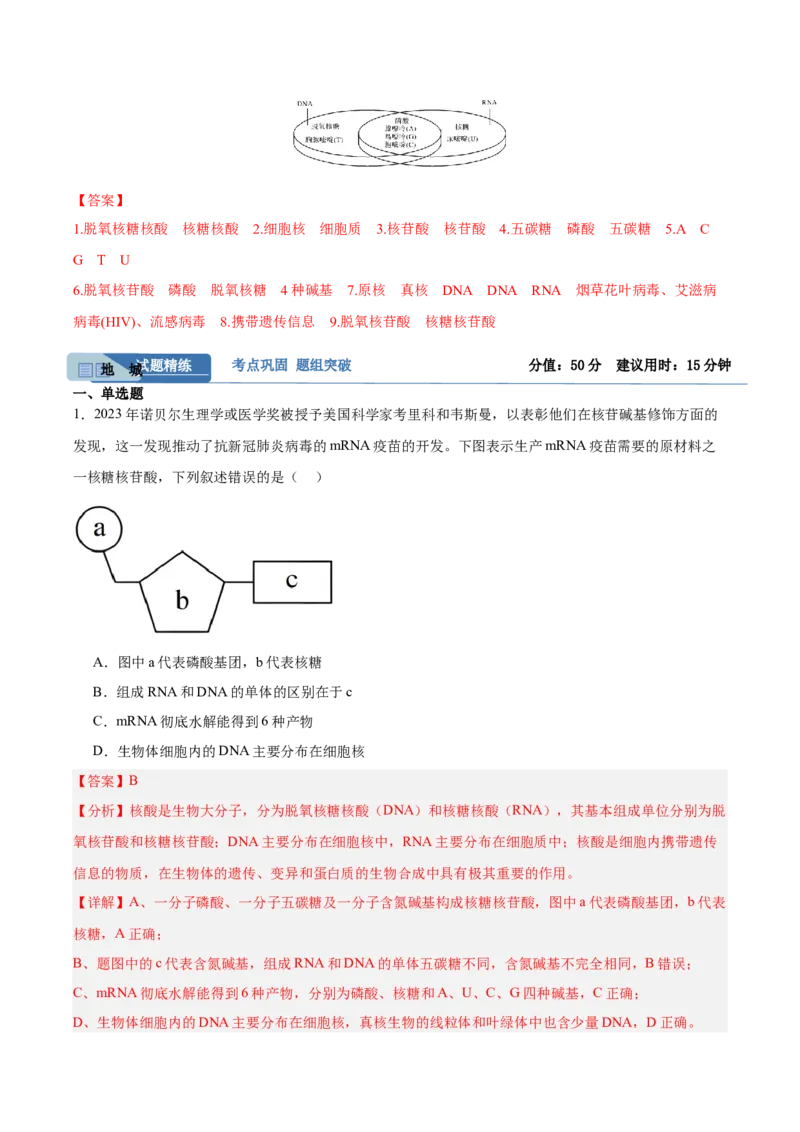 考点通关卷04蛋白质和核酸（解析版）_2025年新高考资料_一轮复习_2025年高考生物一轮复习考点通关卷（新高考通用）