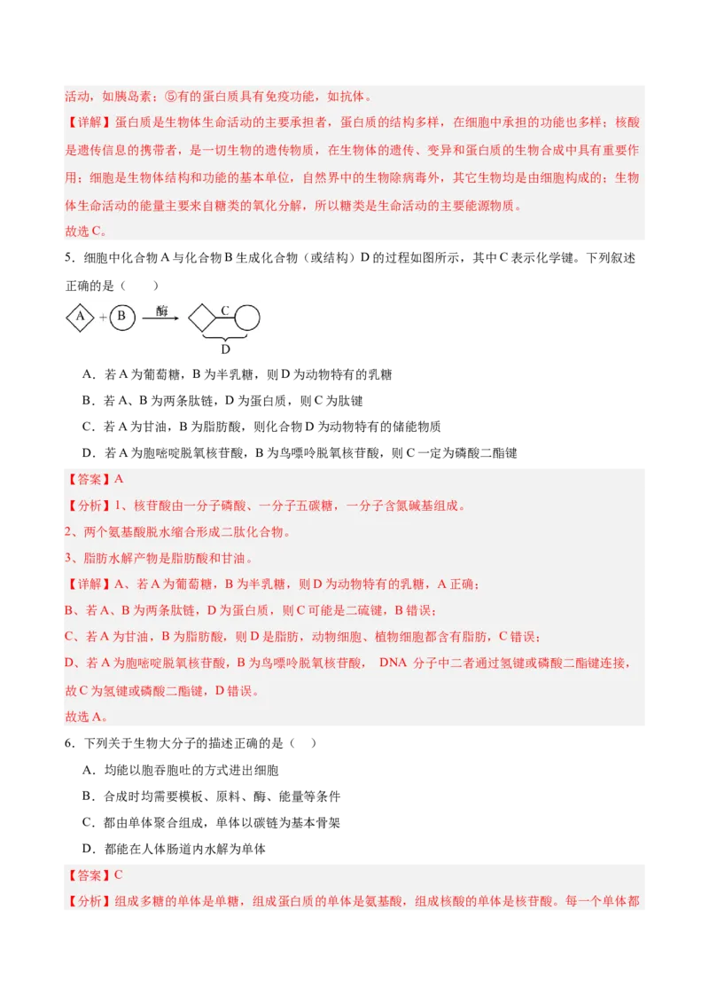 考点通关卷04蛋白质和核酸（解析版）_2025年新高考资料_一轮复习_2025年高考生物一轮复习考点通关卷（新高考通用）