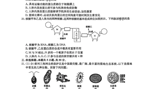 黑龙江省龙东联盟2025-2026学年高一上学期10月月考生物试题含答案_2025年10月高一试卷_251014黑龙江省龙东联盟2025-2026学年高一上学期10月月考