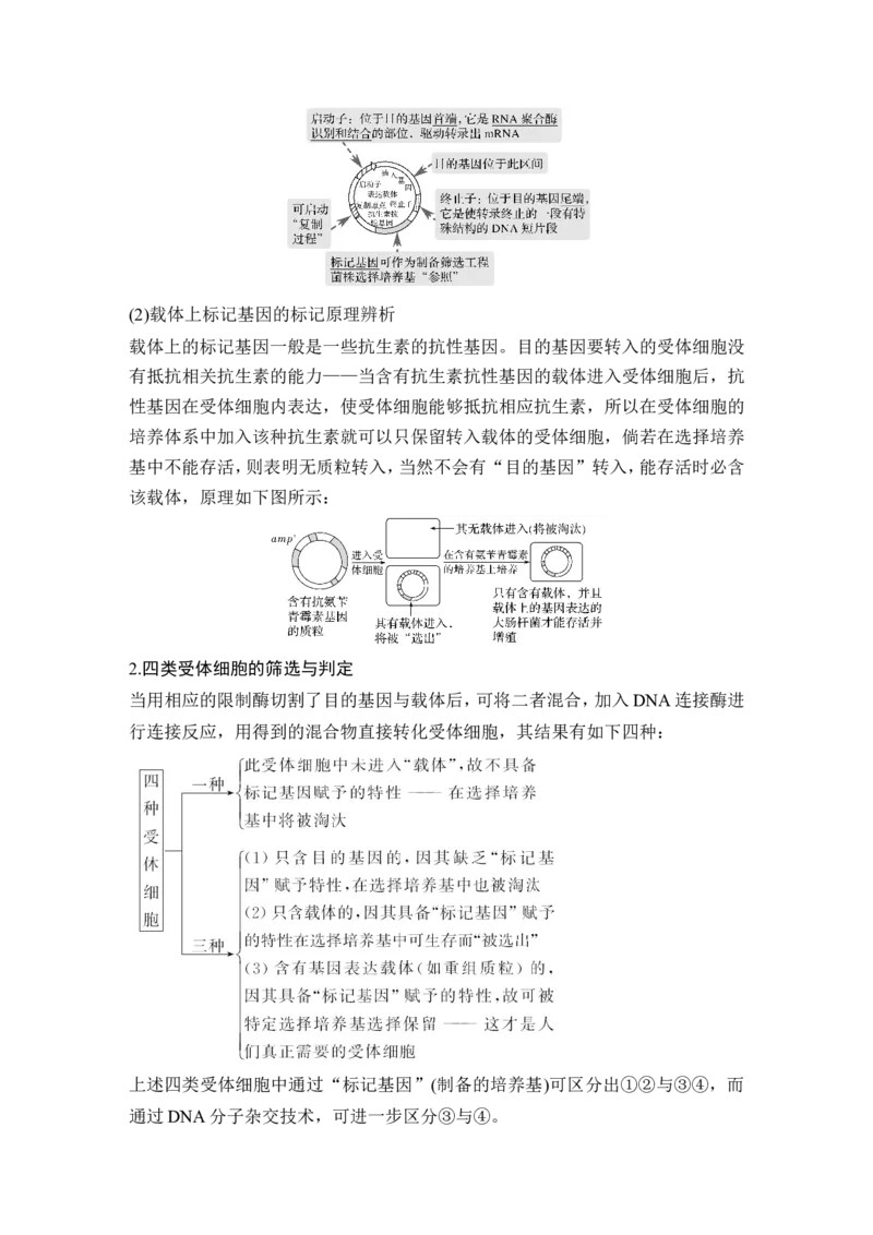 选修三第31讲_新高考复习资料_2022年新高考复习资料_2022年一轮复习最新版_1.2022年高考生物一轮复习全国通用版_2022年新高考生物一轮复习讲义（最新版）_赠送word习题库_选修3