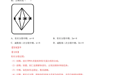 解密08有丝分裂和减数分裂（分层训练）（解析版）_新高考复习资料_2021年新高考资料_高频考点解密2021年高考生物二轮复习讲义+分层训练4.7更新