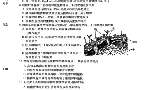黑龙江省龙东十校联盟2025-2026学年高一上学期期中考试生物试题含答案_2025年11月高一试卷_251113黑龙江省龙东十校联盟2025-2026学年高一上学期期中考试