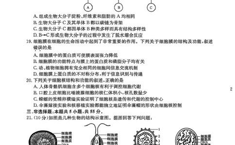 黑龙江省龙东十校联盟2025-2026学年高一上学期期中考试生物试题含答案_2025年11月高一试卷_251113黑龙江省龙东十校联盟2025-2026学年高一上学期期中考试