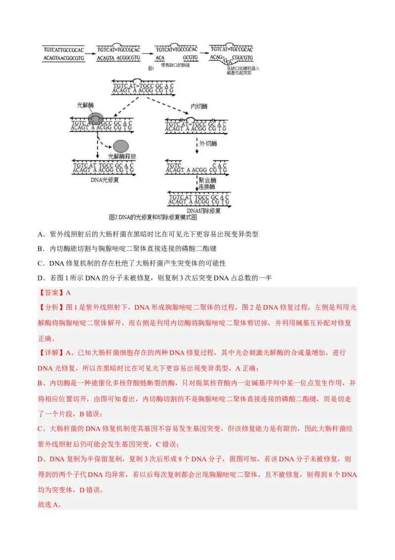 解密08遗传的分子学基础（分层训练)（解析版）_新高考复习资料_2023年新高考复习资料_二轮复习_高频考点解密2023年高考生物二轮复习讲义+分层训练（全国通用）288808838