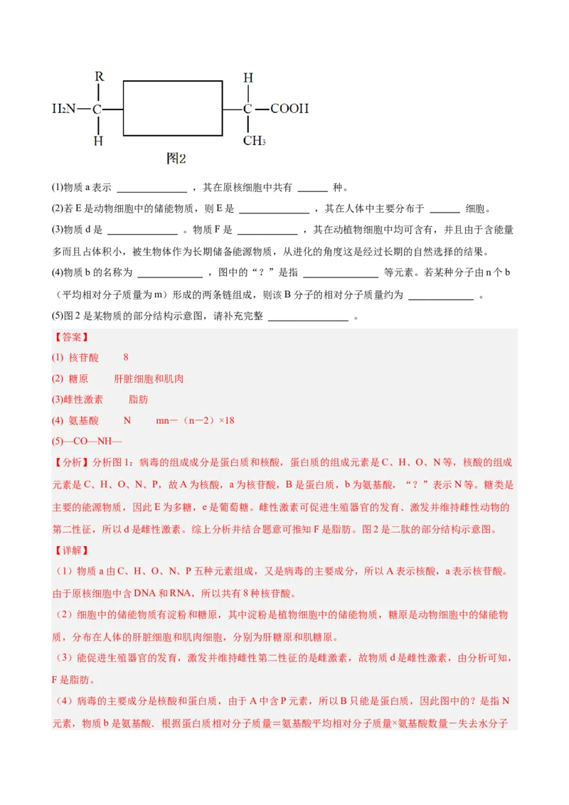 考点通关卷04蛋白质和核酸（解析版）_新高考复习资料_2025年新高考资料_2025年高考生物一轮复习考点通关卷（新高考通用）