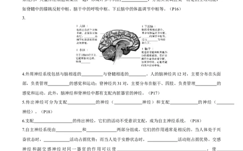 考点通关卷25神经调节（原卷版）_2025年新高考资料_一轮复习_2025年高考生物一轮复习考点通关卷（新高考通用）_考点通关卷25神经调节-2025年高考生物一轮复习考点通关卷（新高考通用）