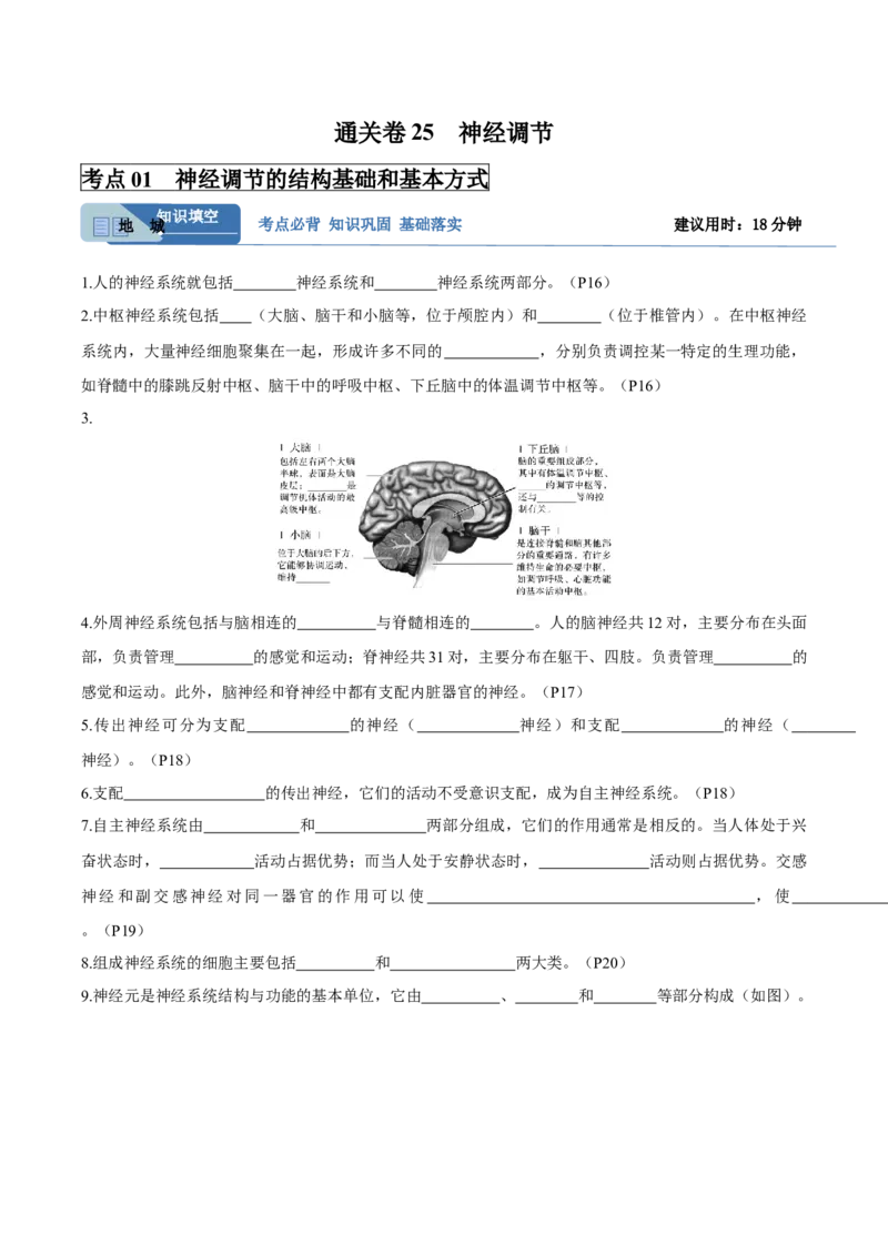 考点通关卷25神经调节（原卷版）_2025年新高考资料_一轮复习_2025年高考生物一轮复习考点通关卷（新高考通用）_考点通关卷25神经调节-2025年高考生物一轮复习考点通关卷（新高考通用）