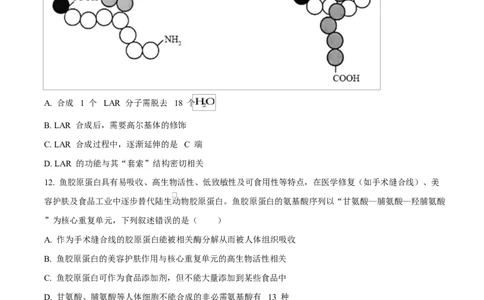 重庆市长寿中学2025-2026学年高一上学期11月期中生物试题（原卷版）_2025年11月高一试卷_251125重庆市长寿中学2025-2026学年高一上学期11月期中（全）