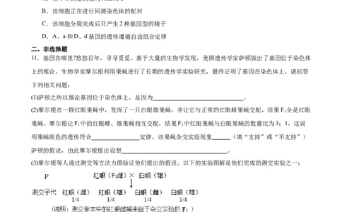 考点通关卷17伴性遗传和人类遗传病（原卷版）_2025年新高考资料_一轮复习_2025年高考生物一轮复习考点通关卷（新高考通用）