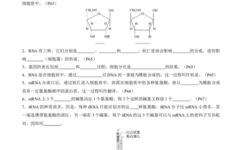 考点通关卷21基因的表达、基因与性状的关系（解析版）_2025年新高考资料_一轮复习_2025年高考生物一轮复习考点通关卷（新高考通用）